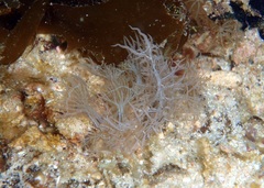 Melibe colemani