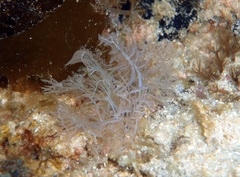 Melibe colemani
