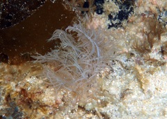 Melibe colemani