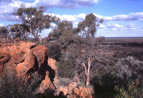 Eucalyptus nigrifunda 3