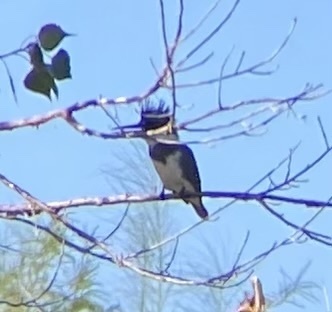 Belted Kingfisher photographed in Arizona