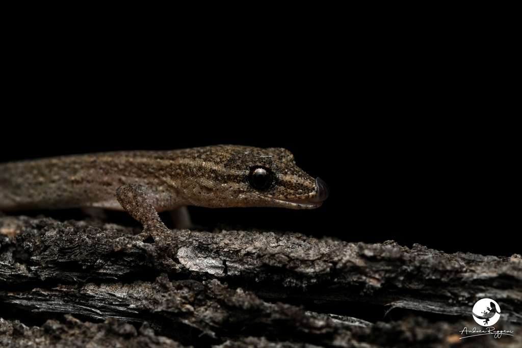 Southwestern Clawless Gecko from Mount Observation WA 6302, Australia ...