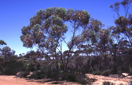 Eucalyptus livida