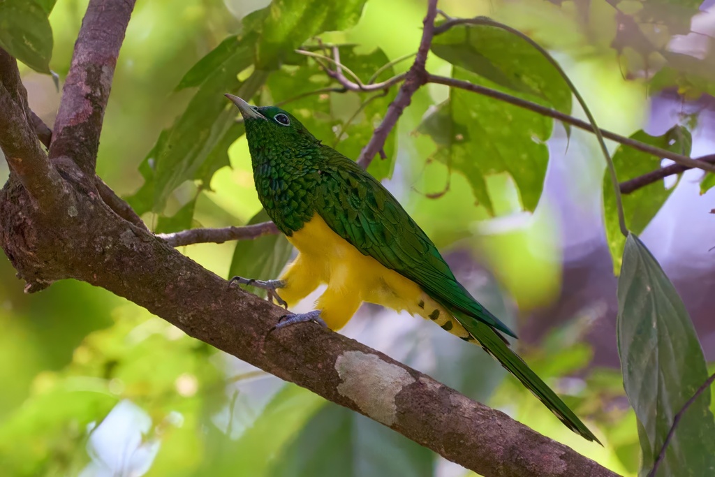 African Emerald Cuckoo From Masindi, Uganda On September 8, 2023 At 03: 