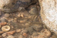 Ophiotrichidae