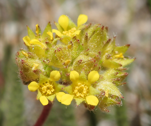 field mousetail (Ivesia campestris)