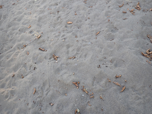 Black Bear Tracks Naturetracking