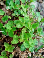 Lamium album