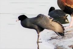 Fulica americana