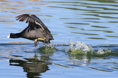 Fulica americana