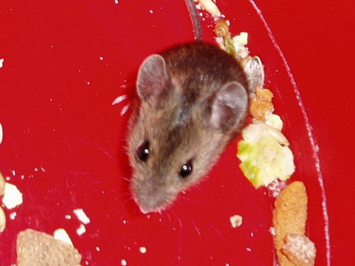 Apodemus sylvaticus