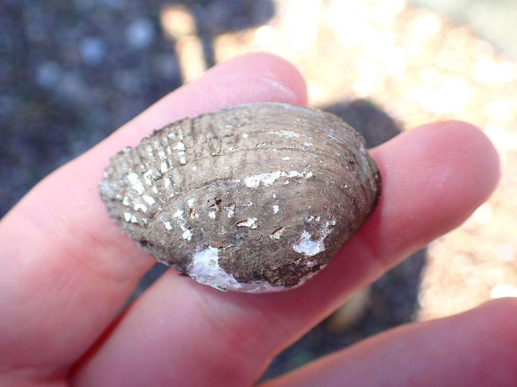 Birdwing Pearlymussel