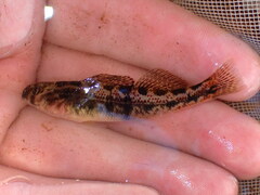 Duck Darter photo 3