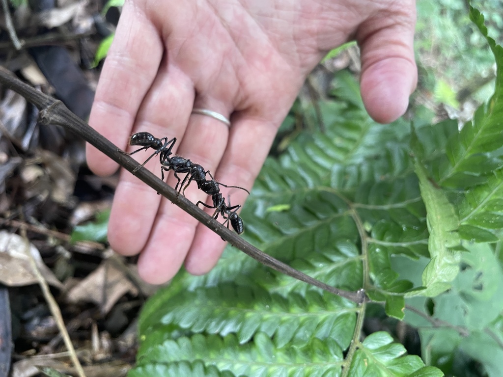 Bullet Ant From Talamanca Lim n CR On November 4 2023 At 09 20 AM By bullet-ant-from-talamanca-lim-n-cr-on-november-4-2023-at-09-20-am-by