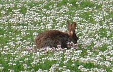 Oryctolagus cuniculus