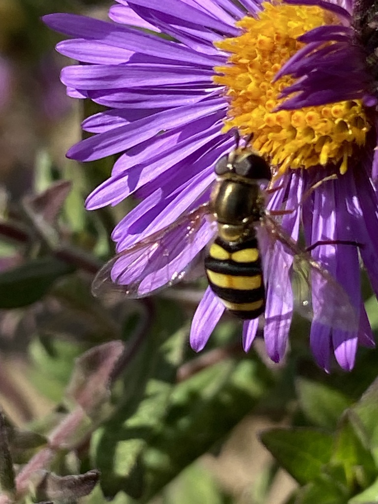 Longtailed Aphideater Complex from Spillway Rd, Sardis, MS, US on