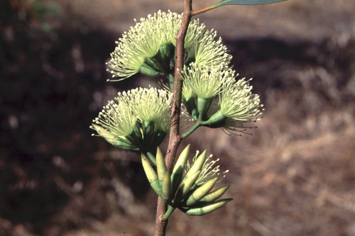 Eucalyptus histophylla 3