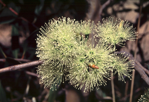 Eucalyptus histophylla 4