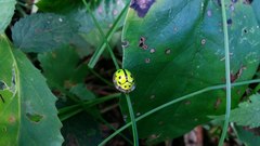 Coptocycla adamantina