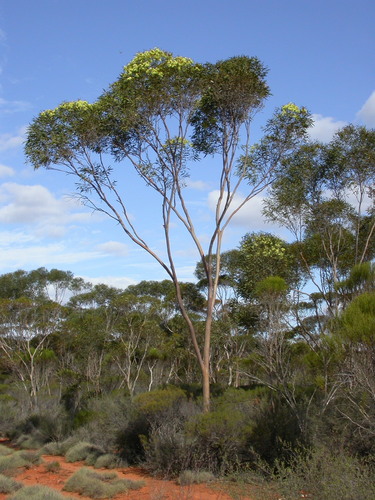 Eucalyptus histophylla