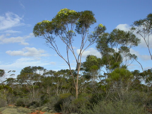 Eucalyptus histophylla 2