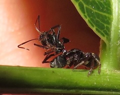 Pactactes trimaculatus