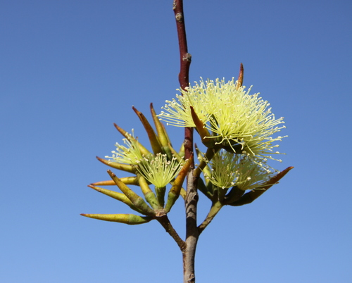 Eucalyptus luteola 2