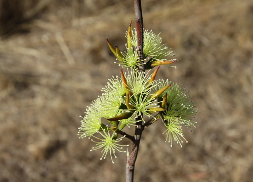 Eucalyptus luteola
