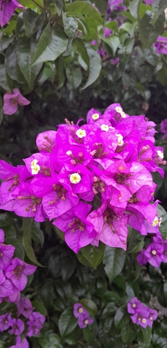 Bougainvillea glabra