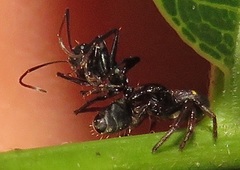 Pactactes trimaculatus