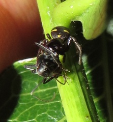 Pactactes trimaculatus