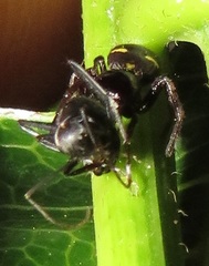 Pactactes trimaculatus