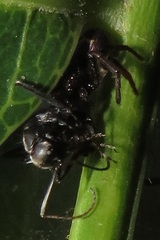 Pactactes trimaculatus