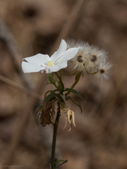Hibiscus hirtus