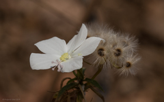 Hibiscus hirtus
