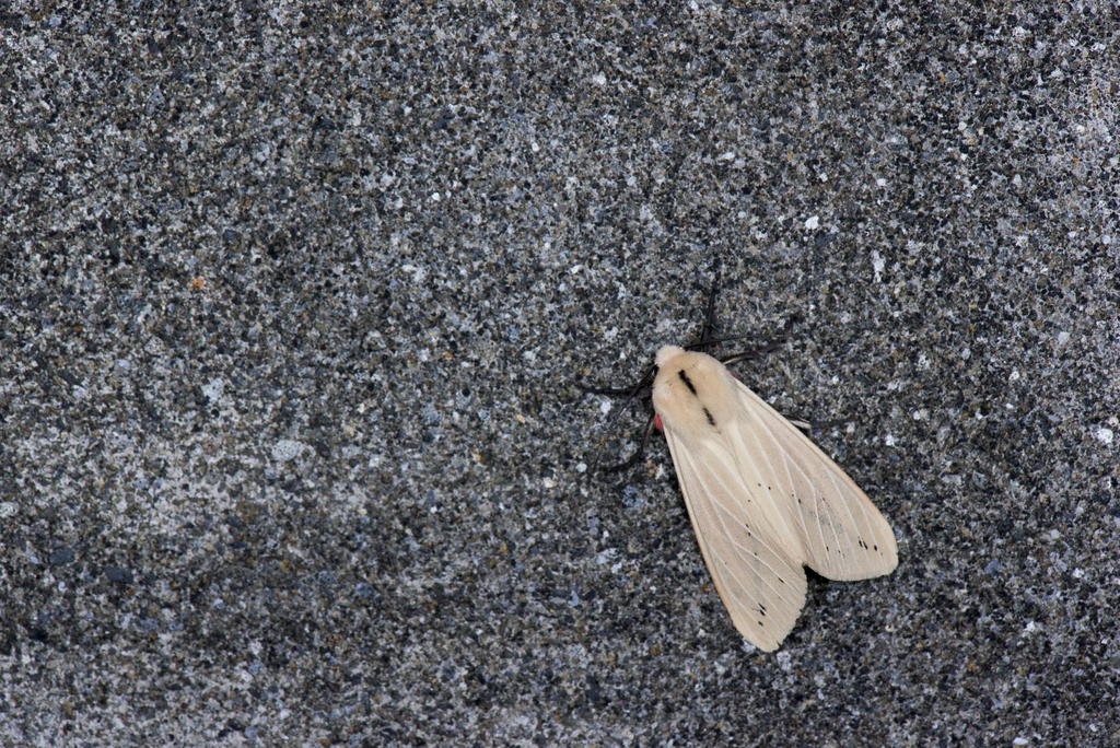 Spilarctia taiwanensis