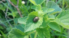 Chlamydocassis metallica