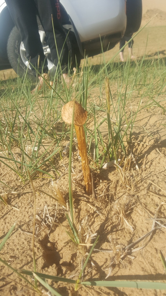 Battarrea phalloides · July 2019 · photo: © urgamal (iNaturalist, cc-by)