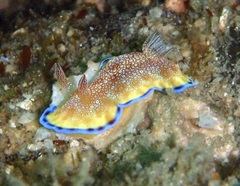 Goniobranchus albopunctatus