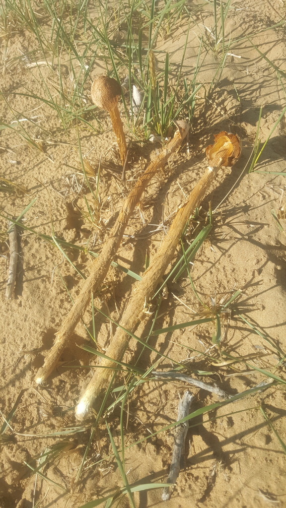 Battarrea phalloides · July 2019 · photo: © urgamal (iNaturalist, cc-by)