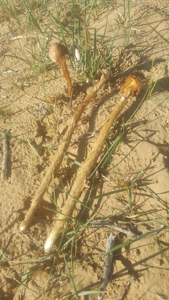 Battarrea phalloides · July 2019 · photo: © urgamal (iNaturalist, cc-by)