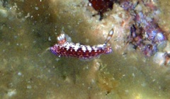 Hypselodoris decorata