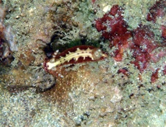 Hypselodoris decorata