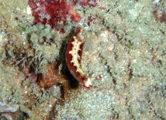 Hypselodoris decorata