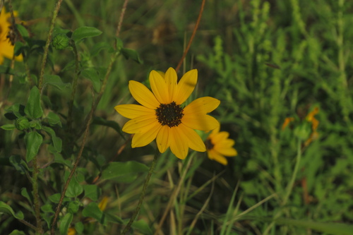 Helianthus praecox ssp. praecox
