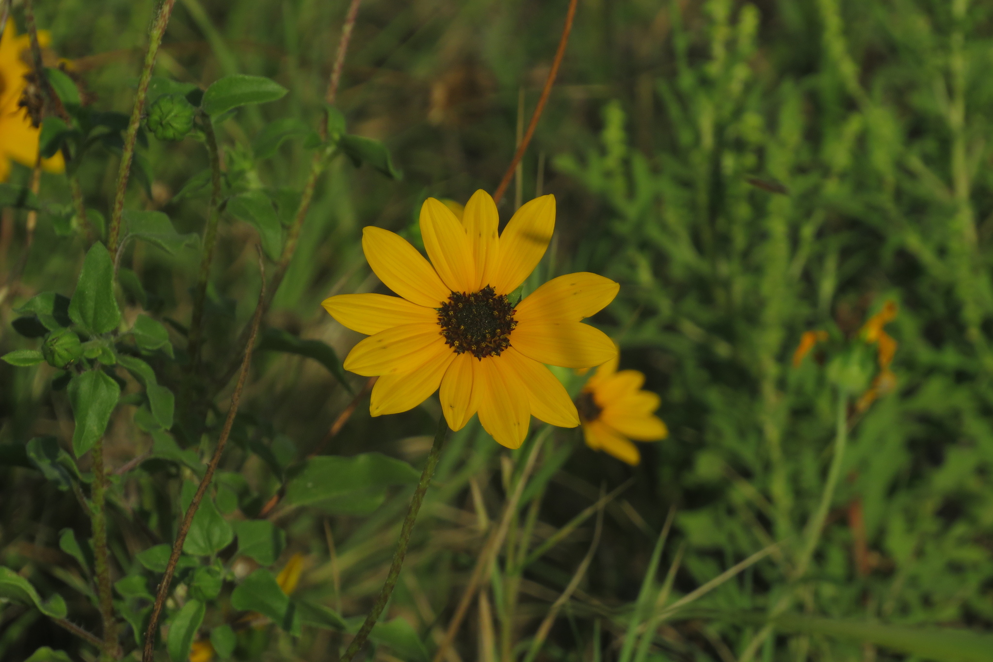 Helianthus praecox ssp. praecox