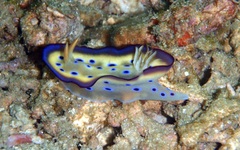Goniobranchus kuniei