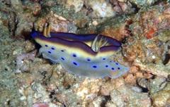 Goniobranchus kuniei