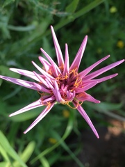 Tragopogon coelesyriacus