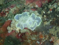 Glossodoris buko